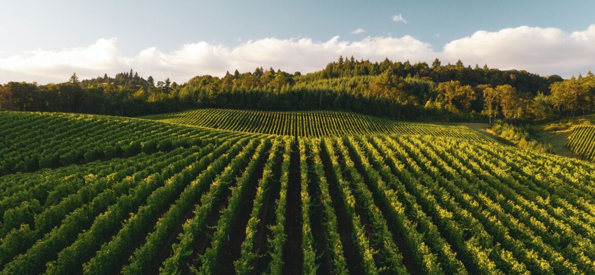 Willamette Valley Vineyard